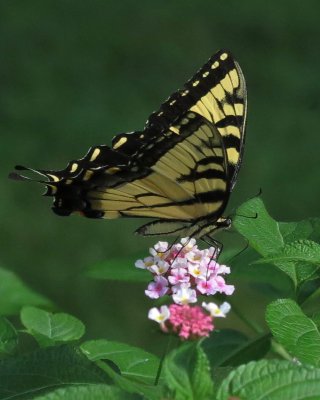Swallowtail