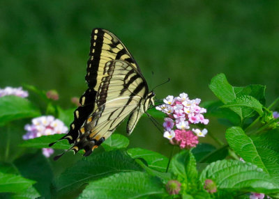 Swallowtail