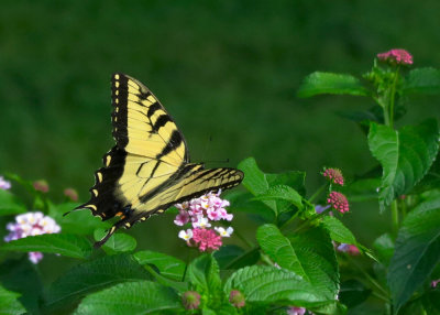 Swallowtail