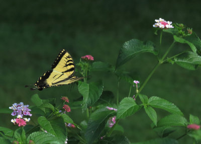 Swallowtail
