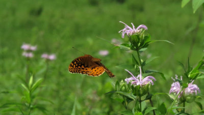 Painted Lady