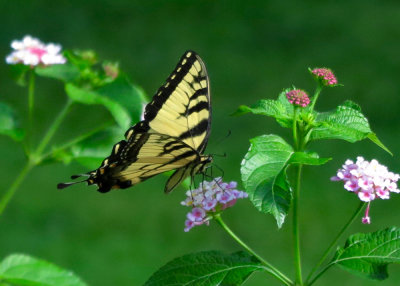 Swallowtail