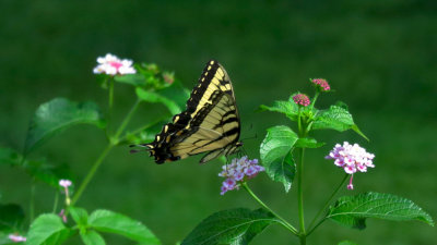 Swallowtail