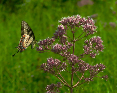 Swallowtail