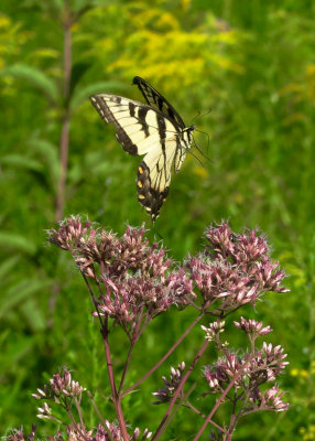 Swallowtail