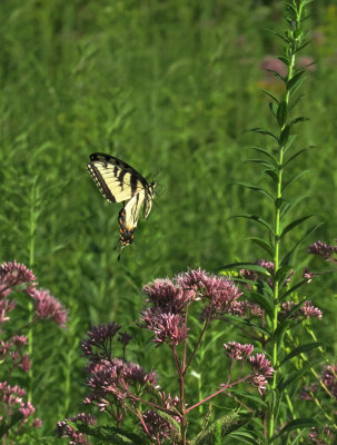 Swallowtail