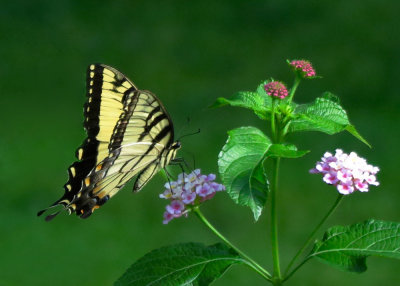Swallowtail