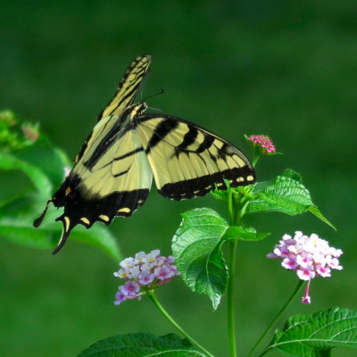 Swallowtail