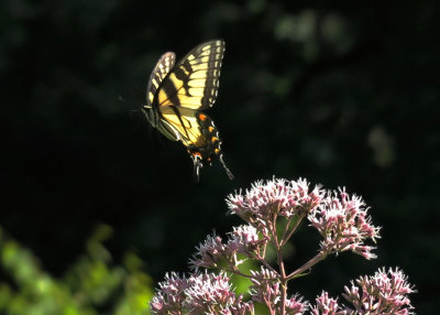 Swallowtail