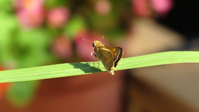 Unidentified