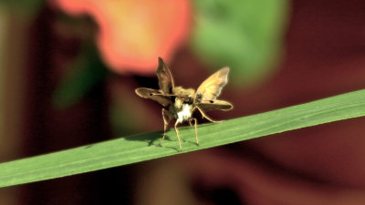 Unidentified