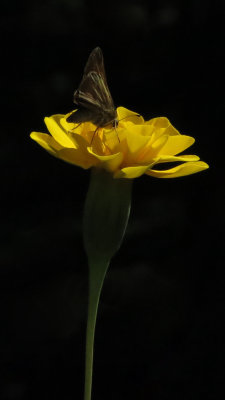 Unidentified