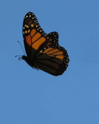 Monarch