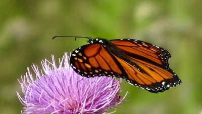 Monarch