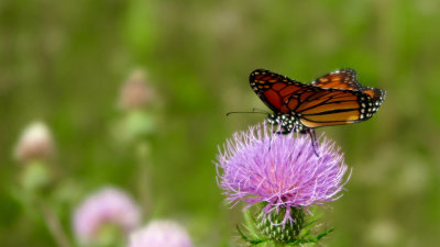 Monarch