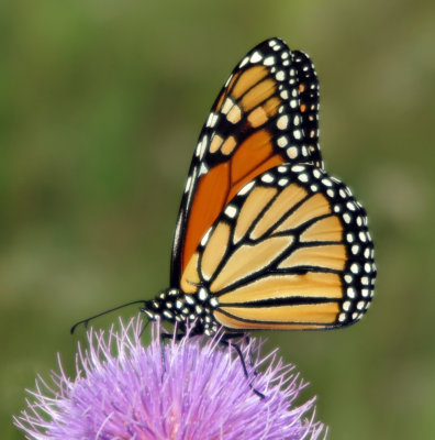 Monarch