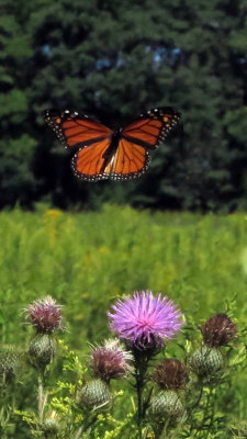 Monarch