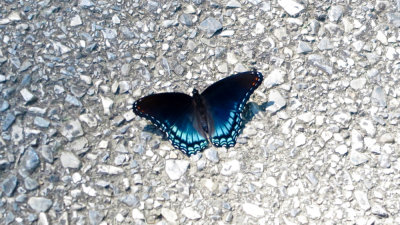 Swallowtail