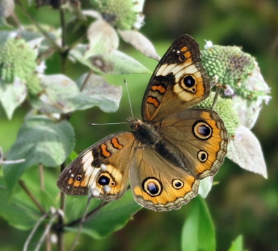 Owl Butterfly