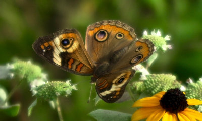 Owl Butterfly