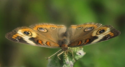 Owl Butterfly
