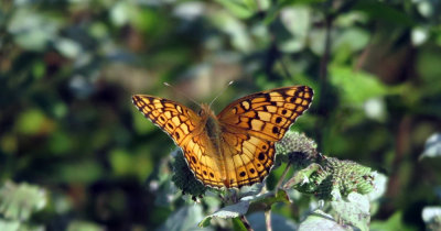 Painted Lady