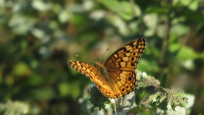 Painted Lady