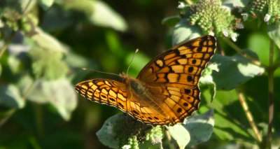 Painted Lady