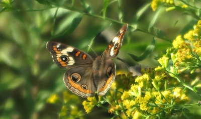Owl Butterfly
