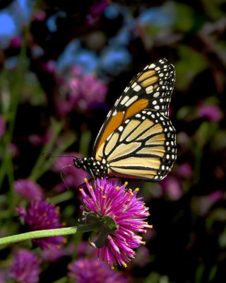 Monarch