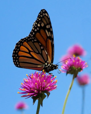 Monarch
