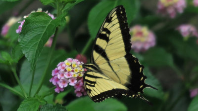 Swallowtail