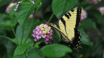 Swallowtail