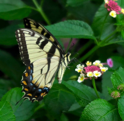 Swallowtail