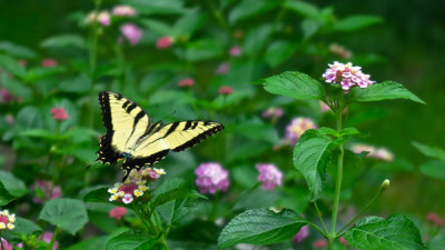 Swallowtail