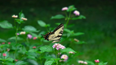 Swallowtail