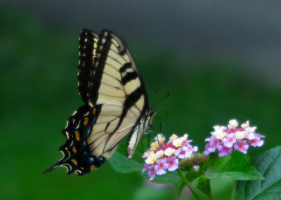 Swallowtail