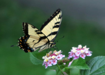 Swallowtail