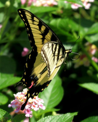 Swallowtail