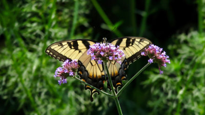 Swallowtail
