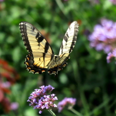 Swallowtail