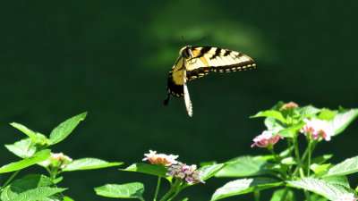 Swallowtail