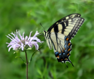 Swallowtail