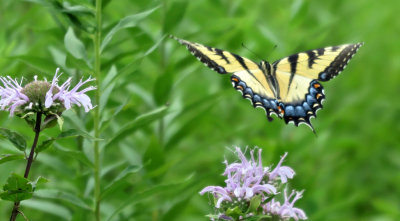 Swallowtail