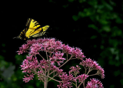 Swallowtail