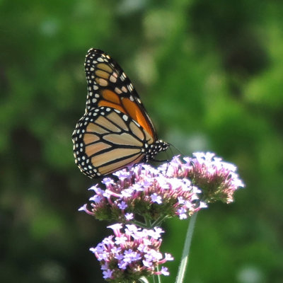 Monarch