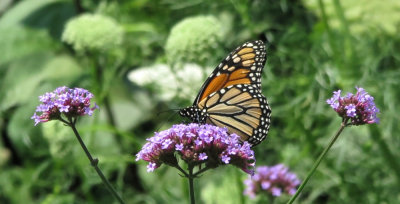 Monarch