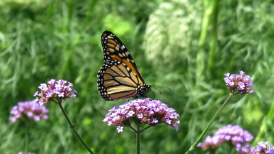 Monarch