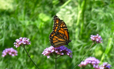 Monarch