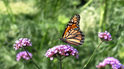 Monarch